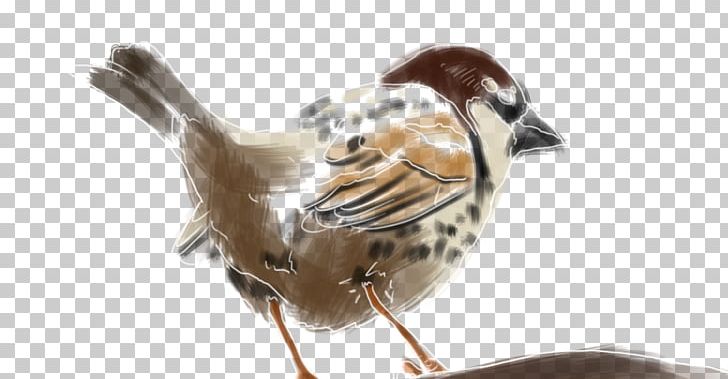 House Sparrow Spanish Sparrow Bird Beak Moineau PNG, Clipart, Animals, Atlantic Canary, Beak, Bird, Description Free PNG Download