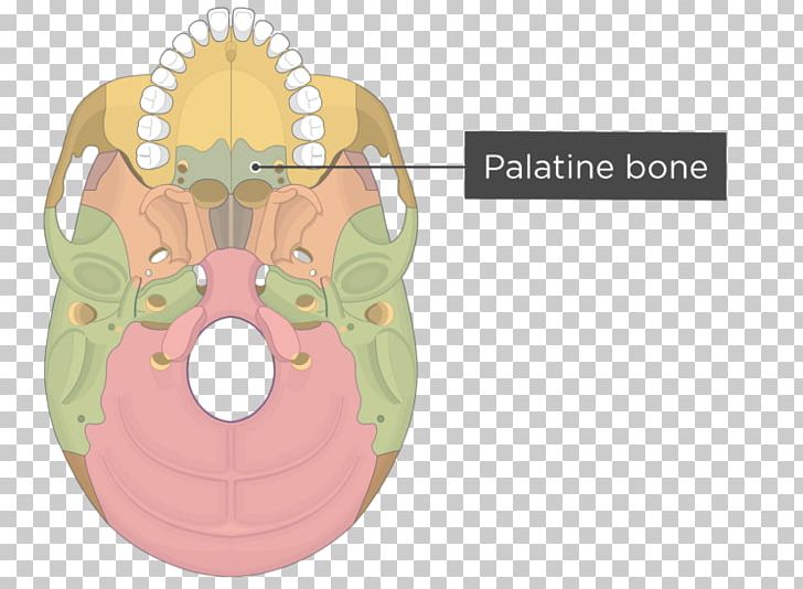 Pterygoid Hamulus