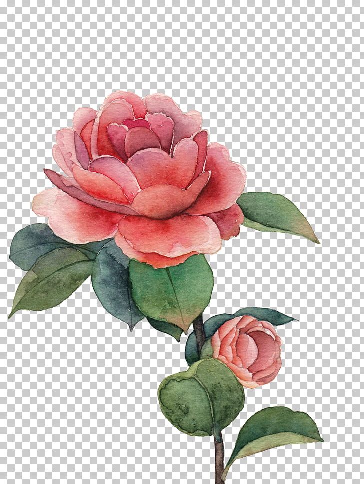 Watercolor Painting Drawing Centifolia Roses PNG, Clipart, Artificial Flower, Centifolia Roses, Color, Cut Flowers, Flower Free PNG Download
