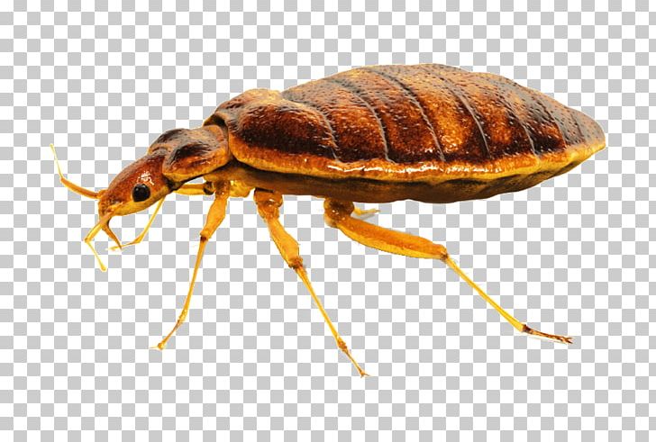 Bed Bug Bite Pest Control Bed Bug Control Techniques PNG, Clipart, Animals, Arthropod, Bed, Bed Bug, Bed Bug Bite Free PNG Download