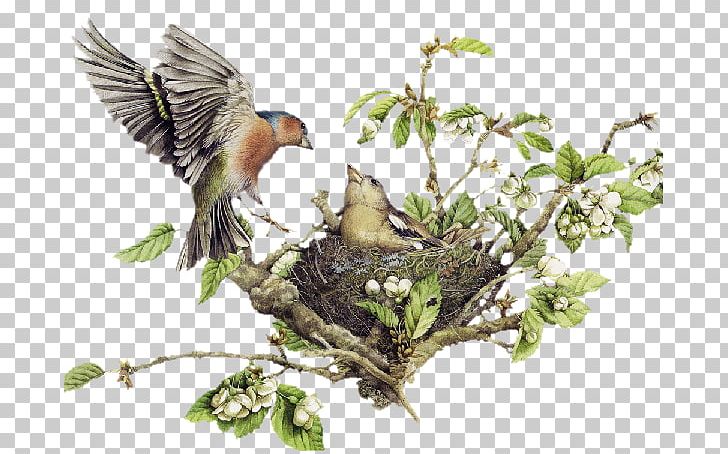 Bird Nest PNG, Clipart, Animals, Beak, Bird, Bird Feeding, Bird Nest Free PNG Download
