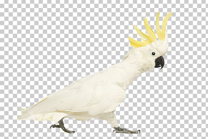 Cockatiel Sulphur-crested Cockatoo Bird PNG, Clipart, Animals, Background For Kids, Beak, Bird, Cockatoo Free PNG Download