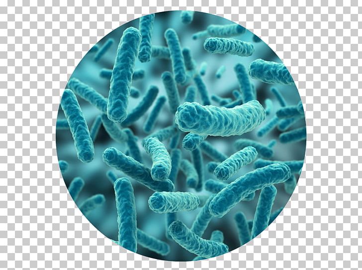 Lactobacillus Casei Bacteria Probiotic Gut Flora Lactobacillus Acidophilus PNG, Clipart, Acid, Aqua, Bacteria, Bioremediation, Fermentation Free PNG Download