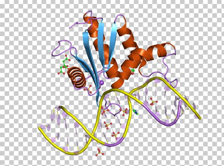 Ribonuclease H RNASEH1 Endonuclease Enzyme PNG, Clipart, Area, Art, Artwork, Catalysis, Ebi Free PNG Download