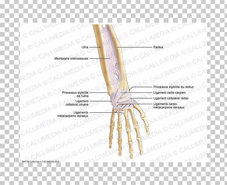 Thumb Forearm Ligament Anatomy Hand PNG, Clipart, Anatomy, Angle, Arm, Bone, Finger Free PNG Download
