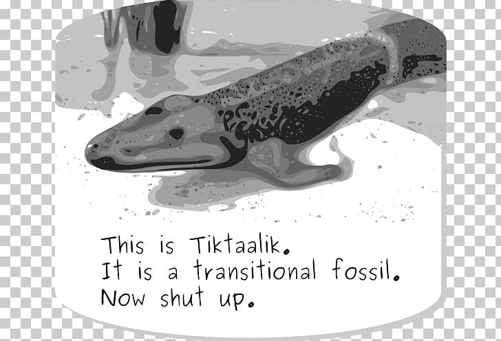 Tiktaalik Transitional Fossil Evolution Living Fossil PNG, Clipart, Anab, Black And White, Coelacanth, Convergent Evolution, Dolphin Free PNG Download