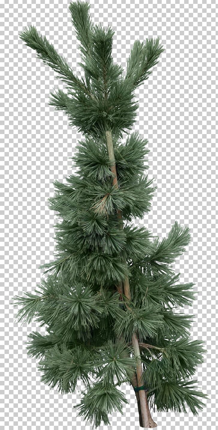 Tree Fir Pine PNG, Clipart, Biome, Branch, Christmas Decoration, Christmas Tree, Conifer Free PNG Download