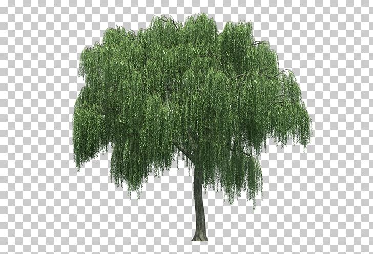 Weeping Willow Tree Rendering PNG, Clipart, Agac, Agac Resimleri, Animaatio, Evergreen, Gorselleri Free PNG Download