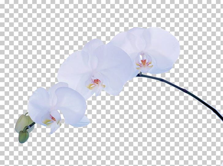 Moth Orchids Desktop Flower PNG, Clipart, Cut Flowers, Desktop Environment, Desktop Wallpaper, Floristry, Flower Free PNG Download