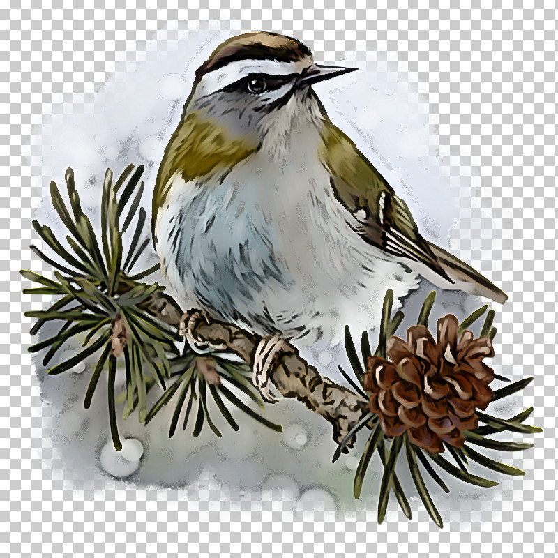 Bird Beak Plant Sparrow Perching Bird PNG, Clipart, Beak, Bird, Chipping Sparrow, Cuckoo, House Sparrow Free PNG Download