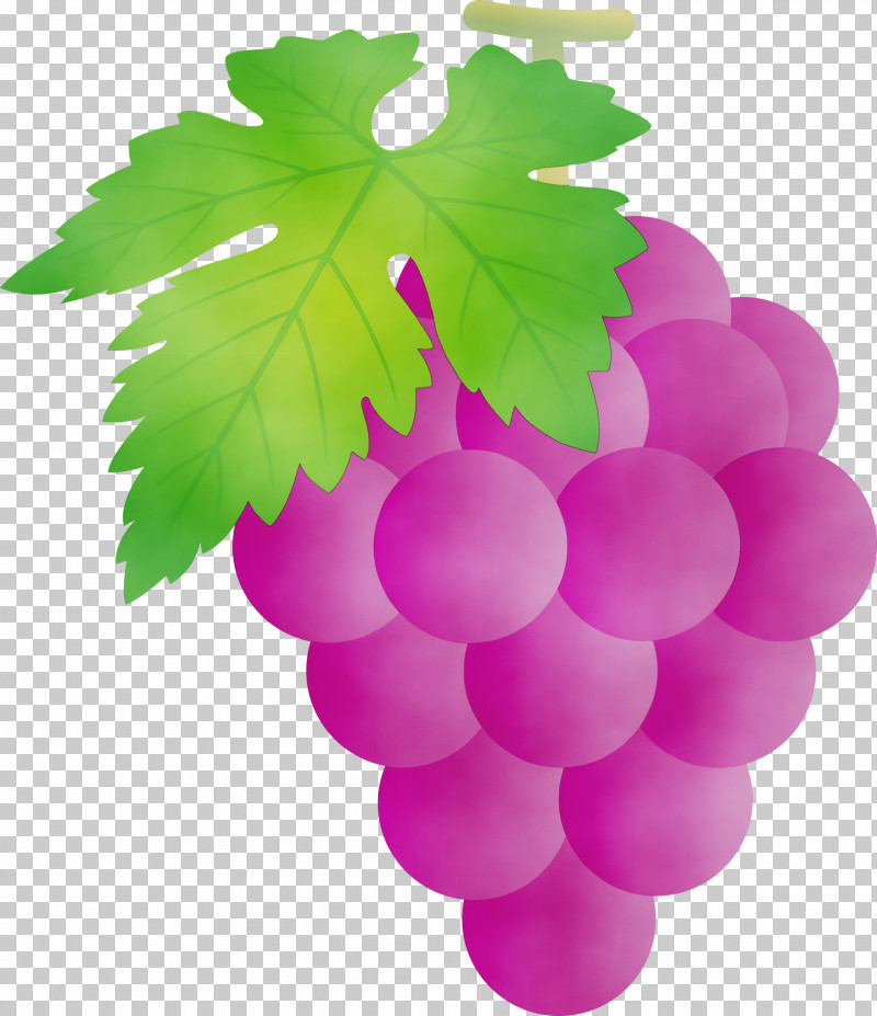 Grape Seedless Fruit Grapevine Family Leaf Green PNG, Clipart, Flower, Fruit, Grape, Grape Leaves, Grapes Free PNG Download