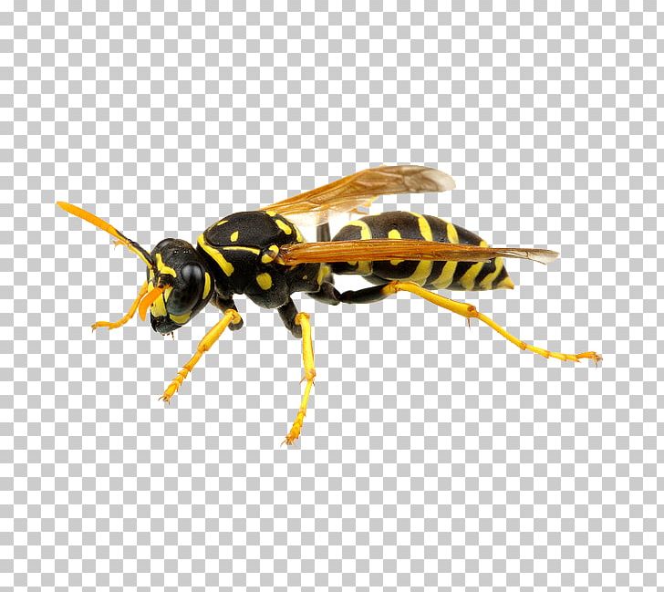 Hornet Bee German Wasp Pest Control PNG, Clipart, Arthropod, Bee, Fly, Hornet, Insect Free PNG Download