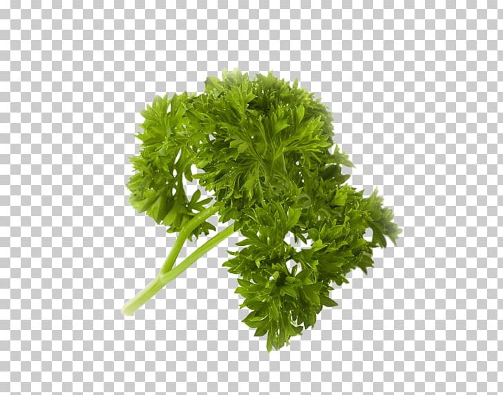 Parsley Food Vegetable Sustainable Living Center Juice PNG, Clipart, Cayenne Pepper, Chili Powder, Cumin, Dill, Food Free PNG Download
