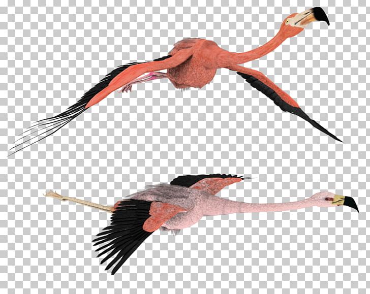 Flamingo Rendering Drawing PNG, Clipart, 3d Computer Graphics, Animals, Beak, Bird, Ciconiiformes Free PNG Download