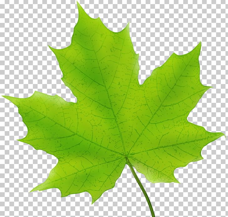 Maple Leaf Canada PNG, Clipart, Art Green, Canada, Canadian Gold Maple Leaf, Clip Art, Color Free PNG Download