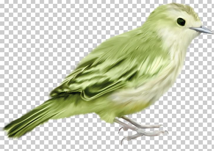 Bird House Sparrow Moineau Vecteur PNG, Clipart, Animal, Animals, Background Green, Beak, Bird Free PNG Download