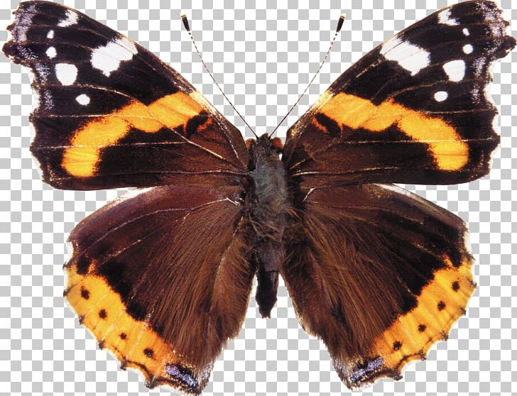 Butterfly Red Admiral Insect Photography PNG, Clipart, Arthropod, Brush Footed Butterfly, Butterflies And Moths, Butterfly, Insect Free PNG Download