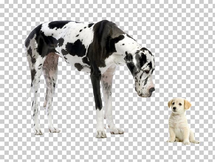 Great Dane Puppy Chihuahua Desktop Dog Breed PNG, Clipart, Animals, Breed, Carnivoran, Chihuahua, Companion Dog Free PNG Download
