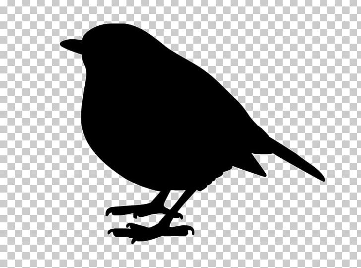 American Crow Black Silhouette Common Raven White PNG, Clipart, American Crow, Animals, Beak, Bird, Black Free PNG Download