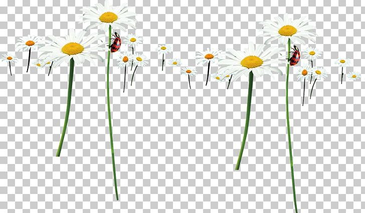 Floral Design Yellow Energy Petal PNG, Clipart, Chrysanthemum, Chrysanthemum Chrysanthemum, Chrysanthemums, Chrysanthemum Tea, Decoration Free PNG Download