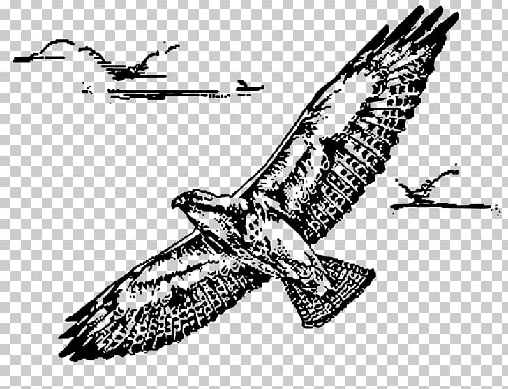 Bird Of Prey Swainson's Hawk PNG, Clipart, Accipitriformes, Animals, Art, Artwork, Beak Free PNG Download