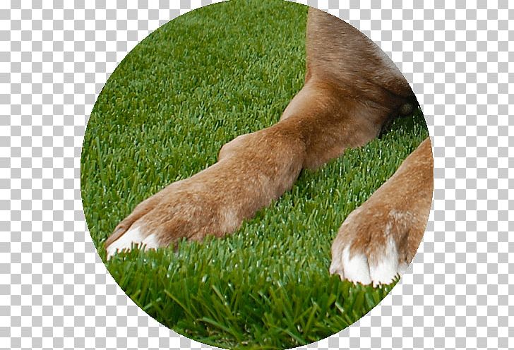 Lawn Artificial Turf Garden Dog Breed Meadow PNG, Clipart, Artificial Turf, Breed, Dog, Dog Breed, Dog Like Mammal Free PNG Download
