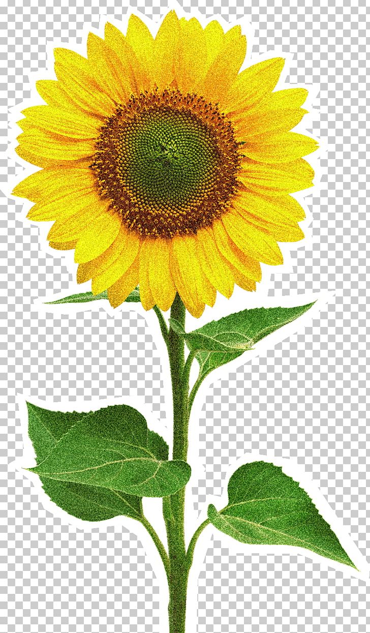 Common Sunflower Stock Photography PNG, Clipart, Annual Plant, Common Sunflower, Daisy Family, Flower, Flowering Plant Free PNG Download