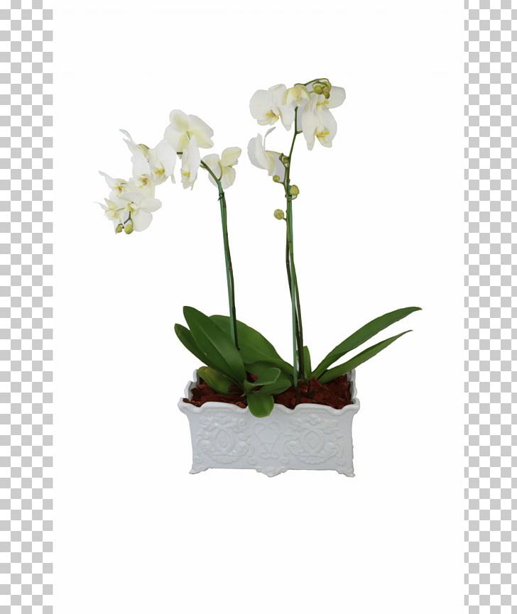 Moth Orchids Flower Plant Floral Design PNG, Clipart, Cattleya, Flora, Floral Design, Flower, Flower Bouquet Free PNG Download