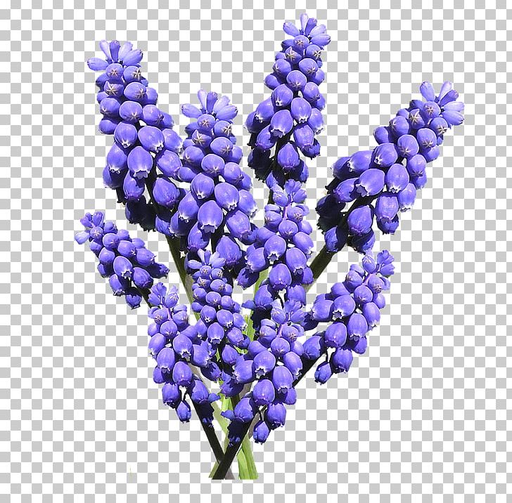Common Water Hyacinth Pink Flowers Grape Hyacinth Tulip PNG, Clipart, Blossom, Bulb, Common Water Hyacinth, Cut Flowers, Flower Free PNG Download