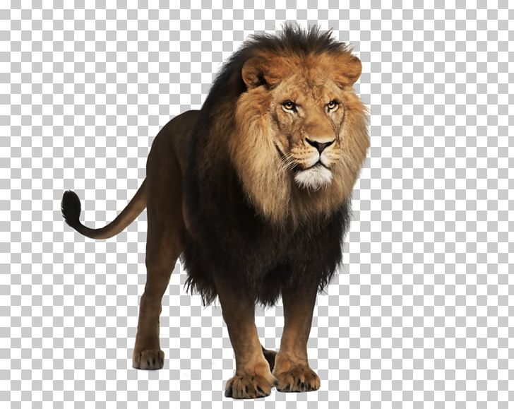 Lion Felidae Macintosh PNG, Clipart, Aggressive, Animal, Animals, Big Cats, Carnivoran Free PNG Download
