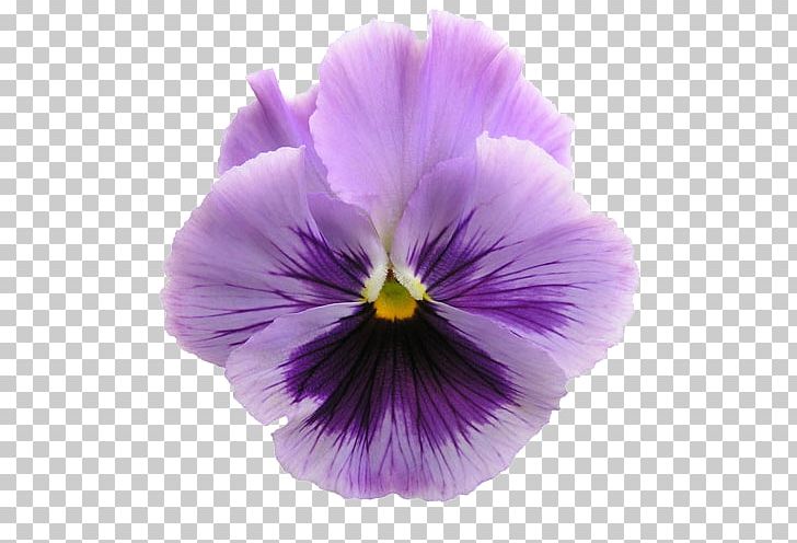 Pansy Flower Garden Floral Design PNG, Clipart, Annual Plant, Color, Edible Flower, Floral Design, Flower Free PNG Download