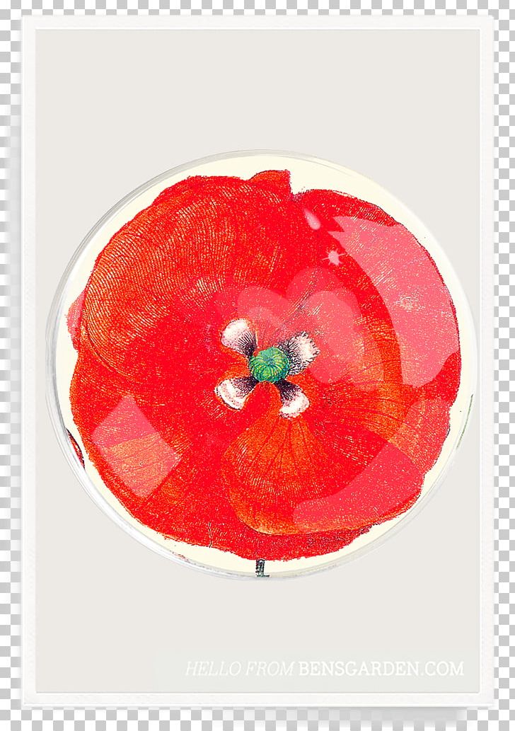 Ben's Garden Paper Decoupage Tray Pillow PNG, Clipart, Bens Garden, Coquelicot, Decoupage, Flower, Flowering Plant Free PNG Download