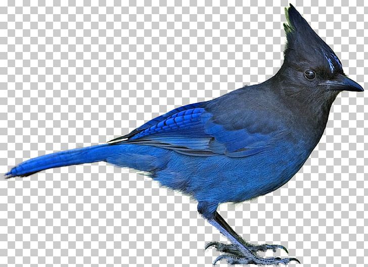 Bird Blue Jay Steller S Jay Png Clipart Animals Beak Bird Bluebird Blue Bird Free Png Download