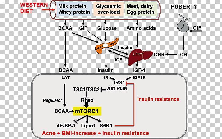 Branched-chain Amino Acid MTORC1 Insulin Resistance PNG, Clipart, Acne, Amino Acid, Angle, Area, Branchedchain Amino Acid Free PNG Download