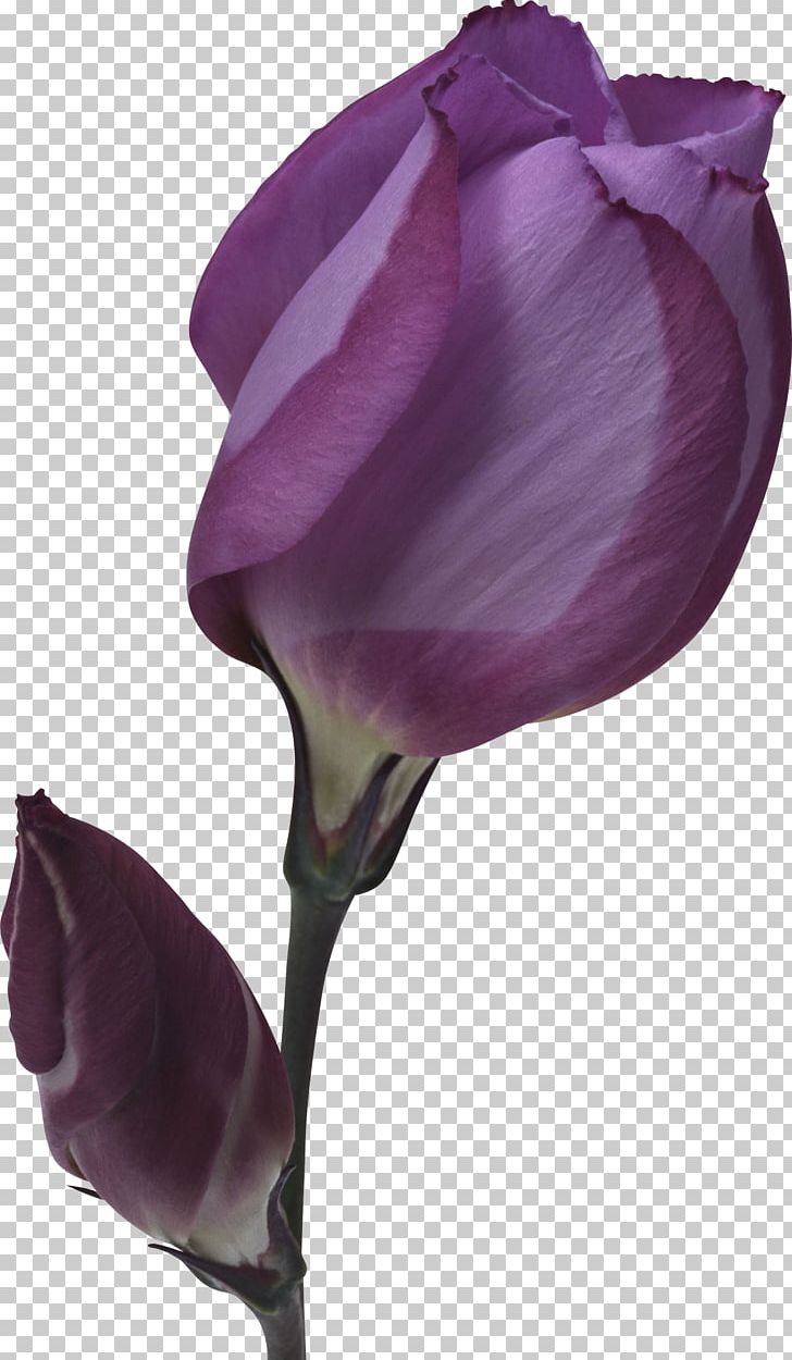 牛久葬儀社 Name レイホクソウギシャソウサイカイカンキキョウ IPhone 5 Meaning PNG, Clipart, Anwar, Bud, Cicek Resimleri, Coco Chanel, Cut Flowers Free PNG Download