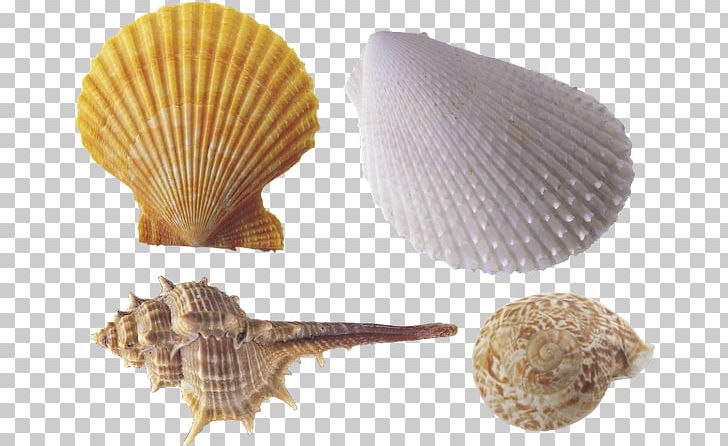 Computer Graphics PNG, Clipart, Animals, Bitmap, Clam, Cockle, Computer Graphics Free PNG Download