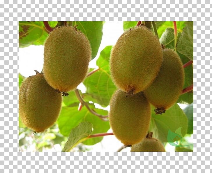 Kiwifruit Actinidia Deliciosa Hardy Kiwi Fruit Tree PNG, Clipart, Actinidia Deliciosa, Apple, Bonsai, Bromelia, Common Plum Free PNG Download