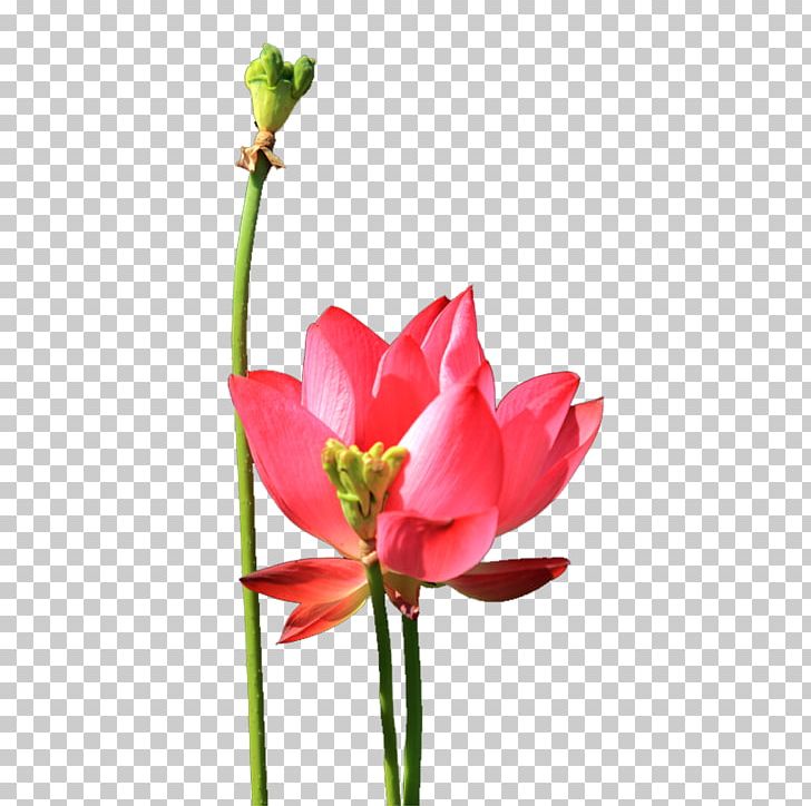Nelumbo Nucifera Lotus Effect Tulip PNG, Clipart, Blossom, Bud, Cherry Blossom, Cherry Blossoms, Cut Flowers Free PNG Download