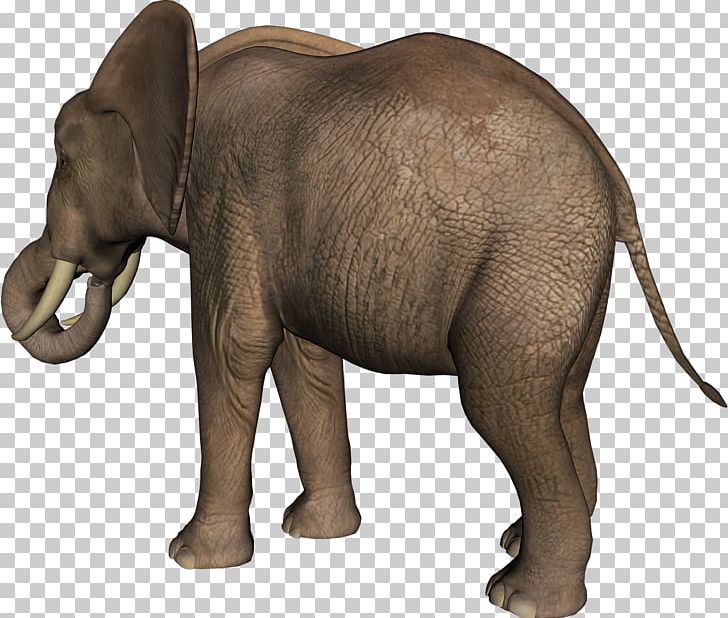 Indian Elephant African Elephant Tusk Wildlife PNG, Clipart, African Elephant, Animal, Animal Figure, Animals, Elephant Free PNG Download