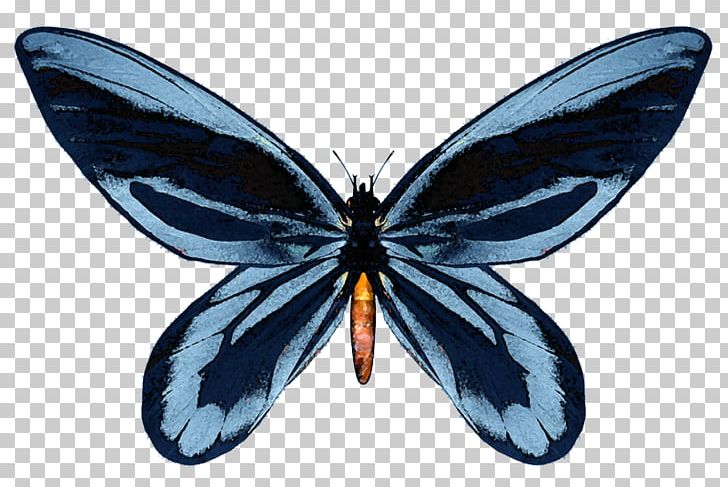 Nymphalidae Butterfly New Guinea Queen Alexandras Birdwing PNG, Clipart, Alexandra Of Denmark, Americ, Animal, Blue, Brush Footed Butterfly Free PNG Download