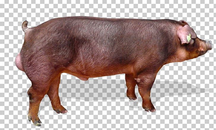 Danish Landrace Pig Duroc Pig Piétrain Danish Protest Pig PNG, Clipart, Danish Landrace Pig, Danish Protest Pig, Duroc Pig, Pietrain Free PNG Download