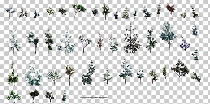 Tree Plant Branch Pine PNG, Clipart, Branch, Flora, Grass, Grasses, Grass Family Free PNG Download