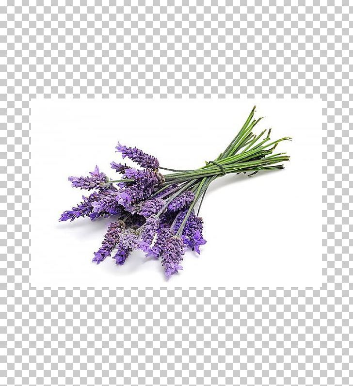 English Lavender Lavender Oil DoTerra Essential Oil PNG, Clipart, Absolute, Aroma Compound, Artificial Flower, Candle, Clary Free PNG Download