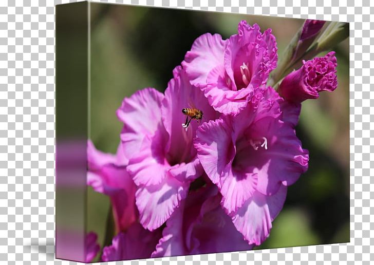 Gladiolus Four O'clocks Mallows Marvel-of-peru Violet PNG, Clipart,  Free PNG Download