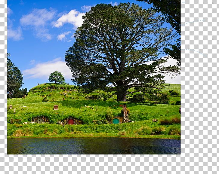 Hobbiton Movie Set Waitomo Caves Rotorua Auckland Hotel PNG, Clipart, Auckland, Biome, Computer Wallpaper, Forest, Grass Free PNG Download