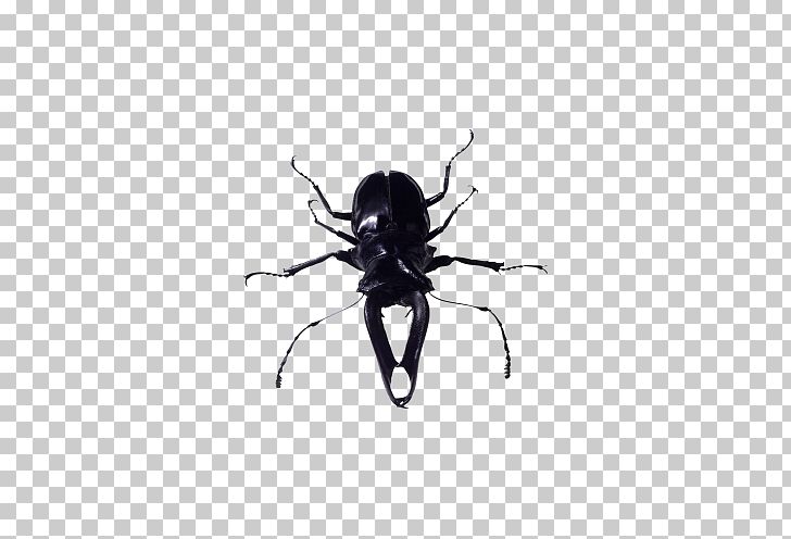 Insect PNG, Clipart, Animals, Arthropod, Beetle, Black And White, Creative Free PNG Download