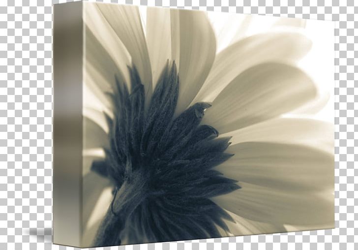 Close-up PNG, Clipart, Closeup, Flower, Others, Petal, White Blur Free PNG Download