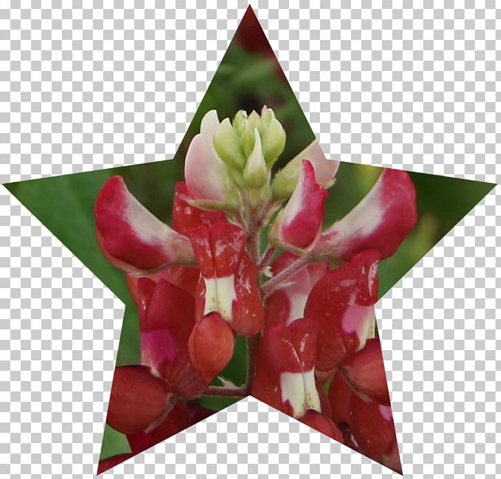 Floral Design Cut Flowers Gift Petal PNG, Clipart, Bluebonnets, Cut Flowers, Flora, Floral Design, Floristry Free PNG Download