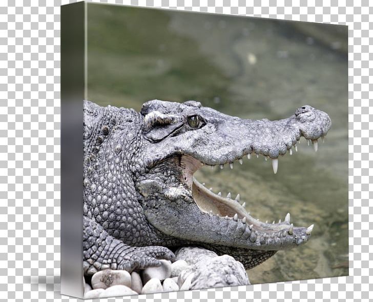 Nile Crocodile American Alligator Terrestrial Animal PNG, Clipart, Alligator, American Alligator, Animal, Animals, Crocodile Free PNG Download
