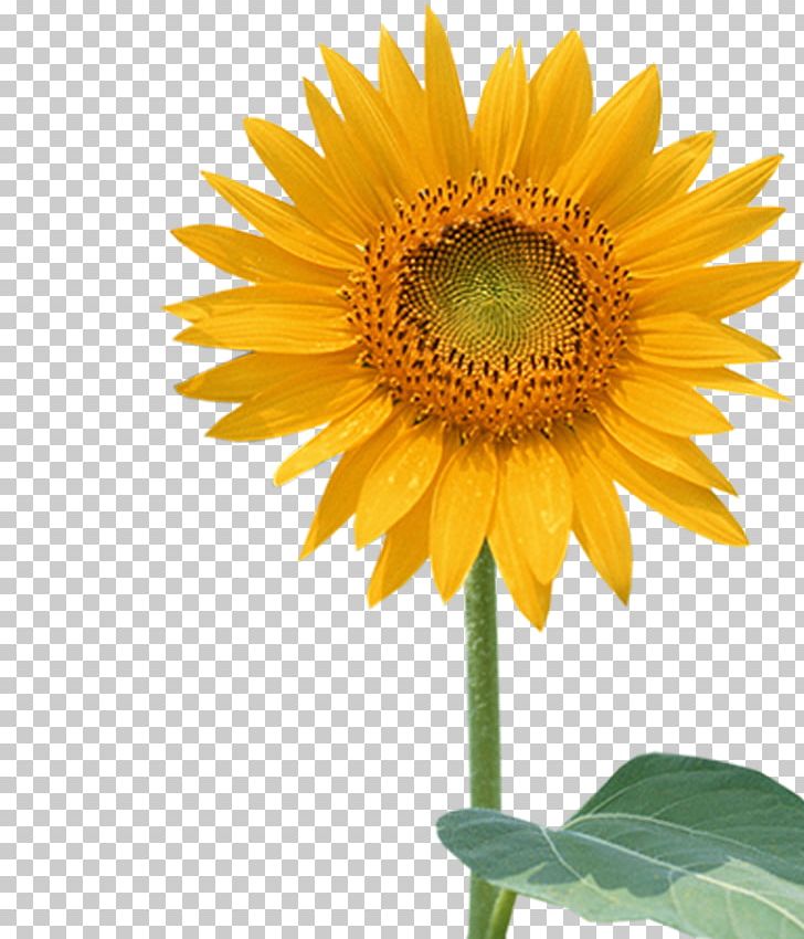 Common Sunflower Sunflower Seed PNG, Clipart, Annual Plant, Asterales, Daisy Family, Decoration, English Paper Piecing Free PNG Download